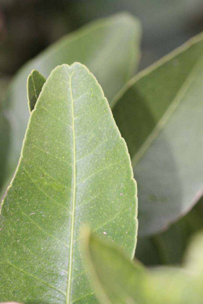              Margin (Riverside, CA)       